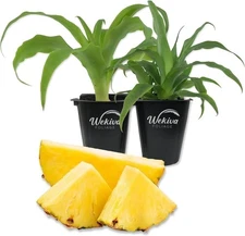 Pineapple Plant - 2 Live Starter Plants - Ananas Comosus - Edible and Fruit...