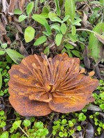 Edelrost MohnblüTe Edelrostblume Metallblume Blume Rost Metall Gartendeko