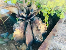 Handcrafted Rustic TINY Metal Barrel Cactus Metal Yard Art Metal Barrel Cactus