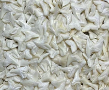 10 WHITE SHARK TEETH MODERN MIX variety great for research reef sandbar blue etc