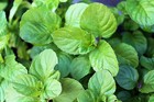 Orangenminze - Mint - 10+ Samen - Seeds - DUFTIG und BESONDERS! F 015
