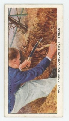 1923 Wills's Cigarettes Garden Hints Root Pruning Cordon Fruit Trees #39