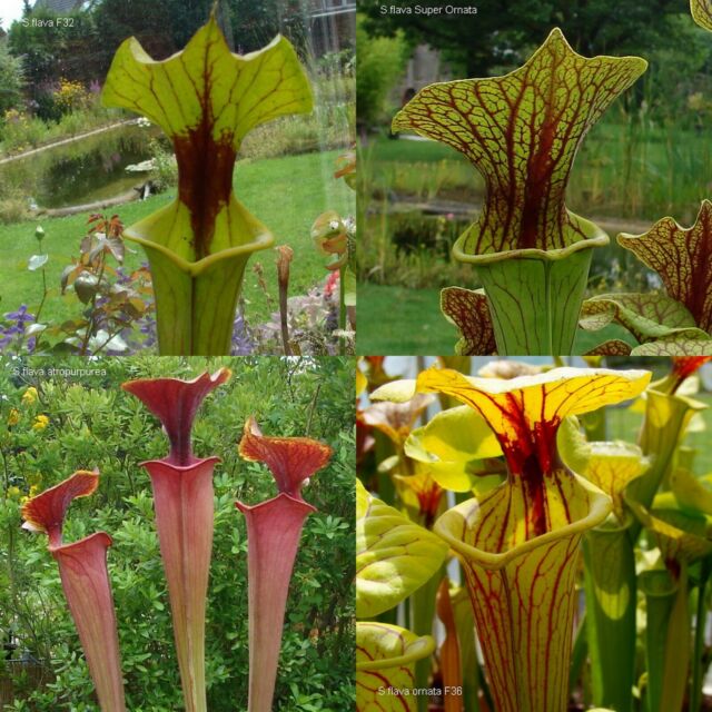 20 Samen Sarracenia Mix frische Samen 2022 Karnivoren Schlauchpflanzen 20 Samen Sarracenia Mix frische Samen 2022 Karnivoren Schlauchpflanzen