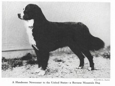 Bernese Mountain Dog "Handsome" - CUSTOM MATTED - 1941 Dog Art "Photo Print"