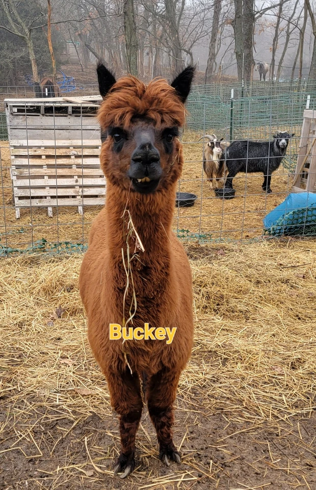 Fibra de alpaca marrón medio crudo 1 libra natural y sin lavar (2do corte) Foto 4 de 4