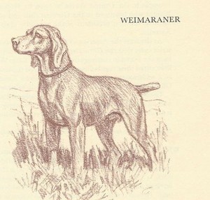 Weimaraner - CUSTOM MATTED - 1954 Vintage Dog Art Print - Megargee