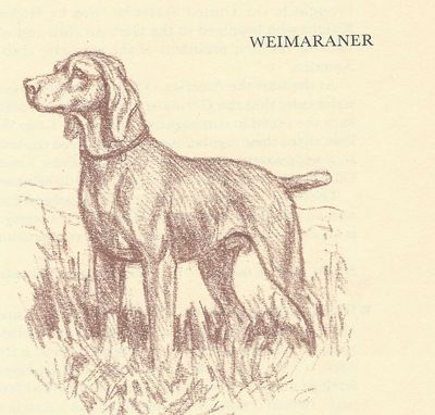 Weimaraner - CUSTOM MATTED - 1954 Vintage Dog Art Print - Megargee