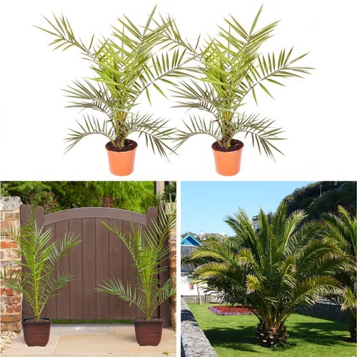 2 Hardy Phoenix Palm Trees Tropical Garden Outdoor Patio Yard 80 Tall