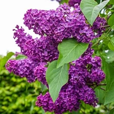 25 Charles Joy Lilac Seeds Tree Fragrant Flowers Perennial Seed Flower 923 USA