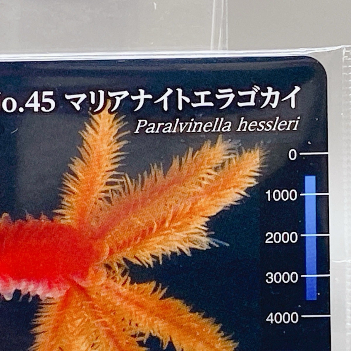 Paralvinella Hessleri No.45 Wafer Card Deep Sea Creatures Japan
