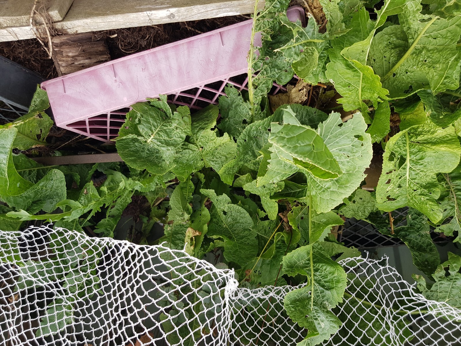 4 x Horseradish Cuttings Organic Free Postage eBay
