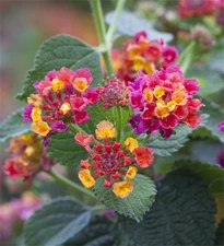 Rare Flower Seeds Lantana Camara Flower 100 + Pcs Lantana 'Calippo Tutti Frutti'
