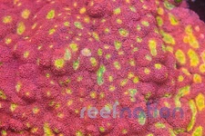 Pink Boobies Chalice ReefNation  Coral Frag SPS Zoa LPS Paly Polyps