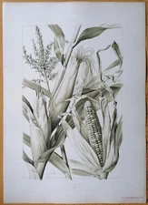 Seder Large Print Die Pflanze Art Nouveau Corn Maize - 1886