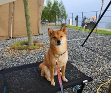 Helinox Elevated Dog Cot Black Medium Large Camping Indoor Pet