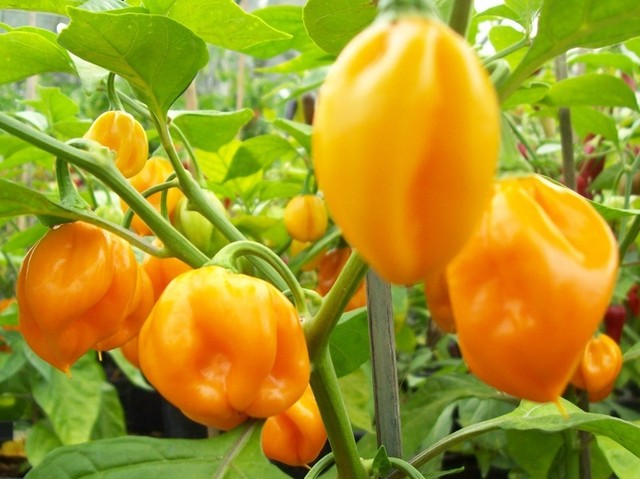 25 Heirloom Red Tobago Scotch Bonnet Pepper Seeds M 197