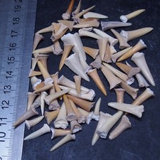 20g Shark Sand Tiger Tooth Teeth Fragment Fossil Fossilien Megalodon 3