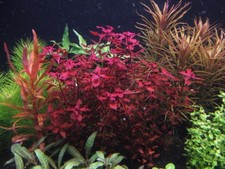 3 Stems ludwigia Sp red Live Aquarium Plants beautiful plant  Red  Free S/H