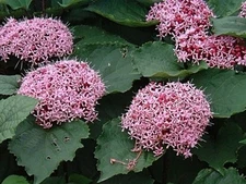 Pink Clerodendrum Cuttings W/ Roots (3 Count)