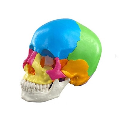 Anatomy Skull Model Learn Tool Life Size Human Organs Anatomical Teaching Tools
