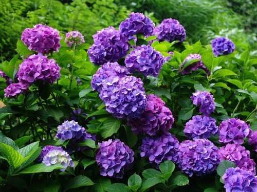 1 Pack 50 Purple Hydrangea Flower Seeds Hydrangea macrophylla Garden Flowers - Picture 2 of 3