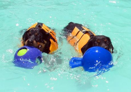 Jolly Pets Teaser Ball 6 inch Blue Hard Plastic plus Squeaker Toy for Dogs - Picture 5 of 7