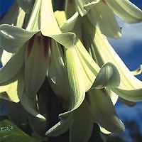 FLOWER - YUNNAN LILY - CARDIOCRINUM GIGANTEUM - 20 SEED