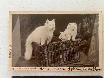 ANTIKE & VINTAGE Katzen Postkarten - 7 im Set Anfang 20. Jh.