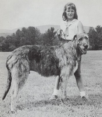 * Irish Wolfhound - CUSTOM MATTED - Vintage Dog Art ''Photo Print'' - 1964
