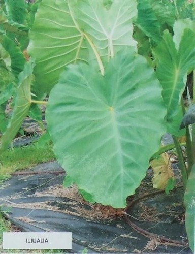 ~‘Iliuaua~ TARO UH#04 edible Colocasia REAL HAWAIIAN live sml Plant - Picture 7 of 11