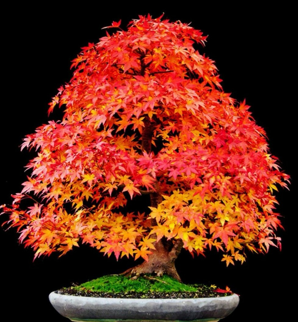 ACER red Maple tree. Ideal bonsai. Acer Rubrum. Hardy. Easy to grow tree. |  eBay