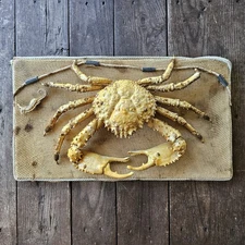 King Crab Taxidermy Vintage Mount