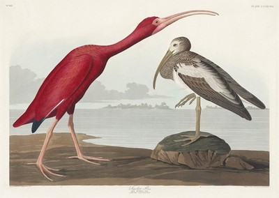 Vintage Vogel Illustration Wandkunst Poster - Scarlet Ibis & Curlew