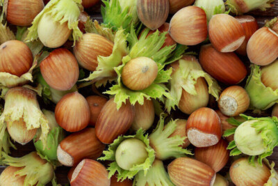 5 Semi Di Nocciolo Comune (Corylus Avellana) - Coltiva Nocciole Italiane In Vaso O Giardino - Foto 5