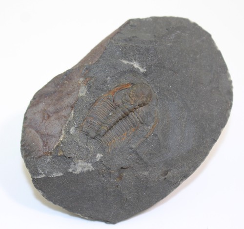 Trilobit, Hydrocephalus minor, Kambrium, Jince, Tschechische Republik -b105 - Bild 2 von 5