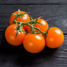 20 SUNGOLD OP CHERRY TOMATO SEEDS ~ 2026 ~ NON-GMO ~ heirloomseedguy