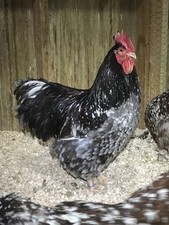 6 Blue Jubilee English Orpington Hatching Eggs