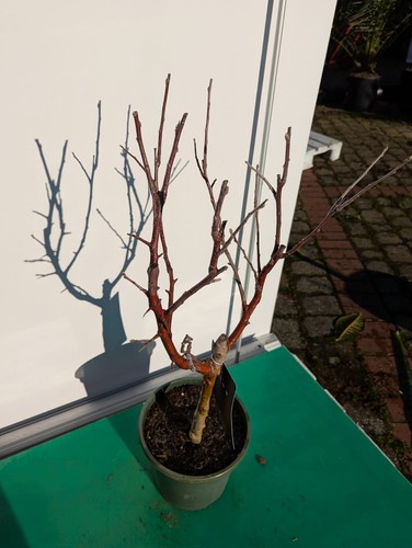 Malus domestica 80–100cm Zwergapfelbaum Hochstamm Obstbaum winterhart 🍏 - Bild 2 von 3