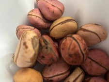 10 Pieces Kola Nut obi abata - Organic  garcinia kola  Kola nut 3 to 5 lobe