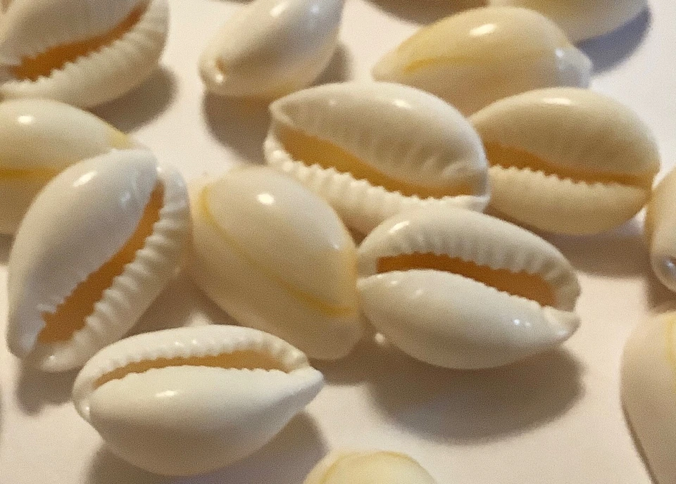 PERLANDO: 20 Kauri Muscheln ~20 mm Schnecke, Muschel ungebohrt (191/5) - Bild 3 von 4