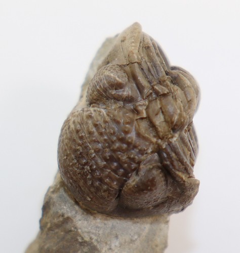 Trilobit, Geesops schlotheimi, Devon, Eifel, Gees, Gerolstein, Eifel, BRD-k423 - Picture 3 of 10