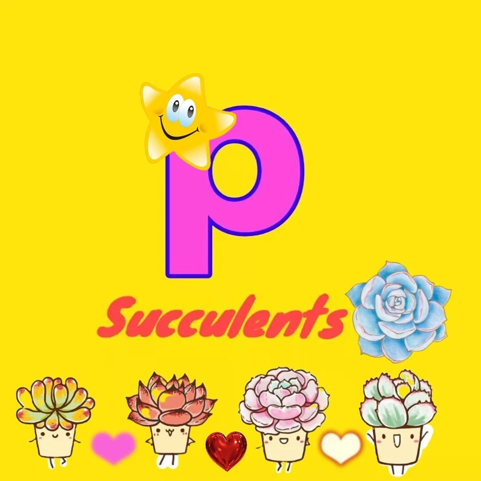 Aeonium 'Sunburst' 🏵️Cutting 6cm diameter 🏵️limited one buy - Image 3 of 3