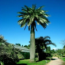 Chilean Wine Palm Tree Seeds (Jubaea chilensis) Largest Palm in World, Hardy-8
