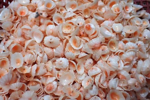 Sea shell -pink limpet  craft supply   8-10-m.m. 100-pcs-for sailor valentines.