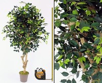 Kunstbaum Ficus Premium 200Cm Und Echtholzstamm Mit ÄSten Von Ibizanos