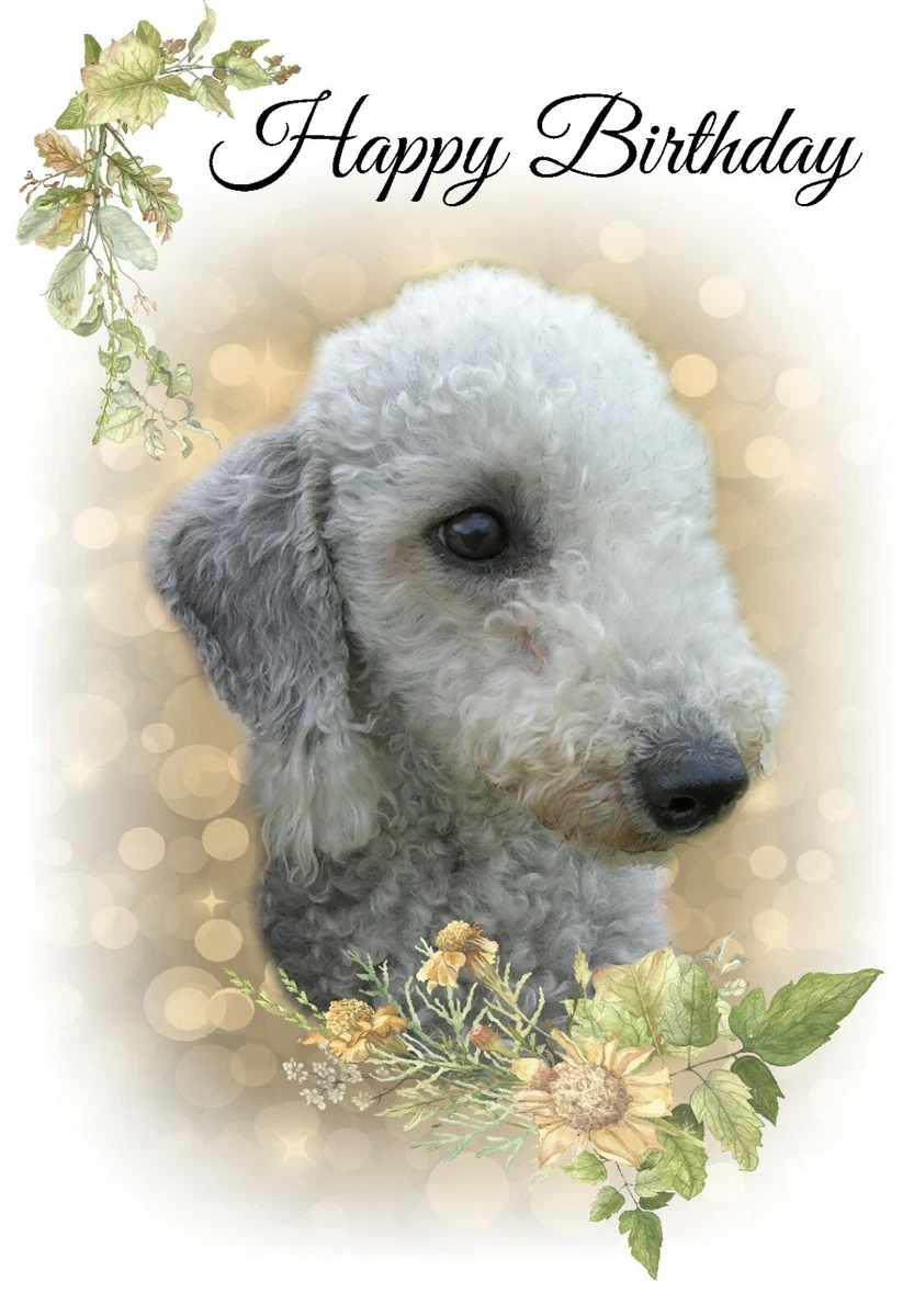 Bedlington Terrier Dog 4
