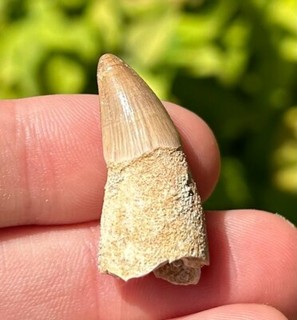 ROOTED Fossil Crocodile Tooth Morocco Cretaceous Dinosaur Tooth Kem Kem