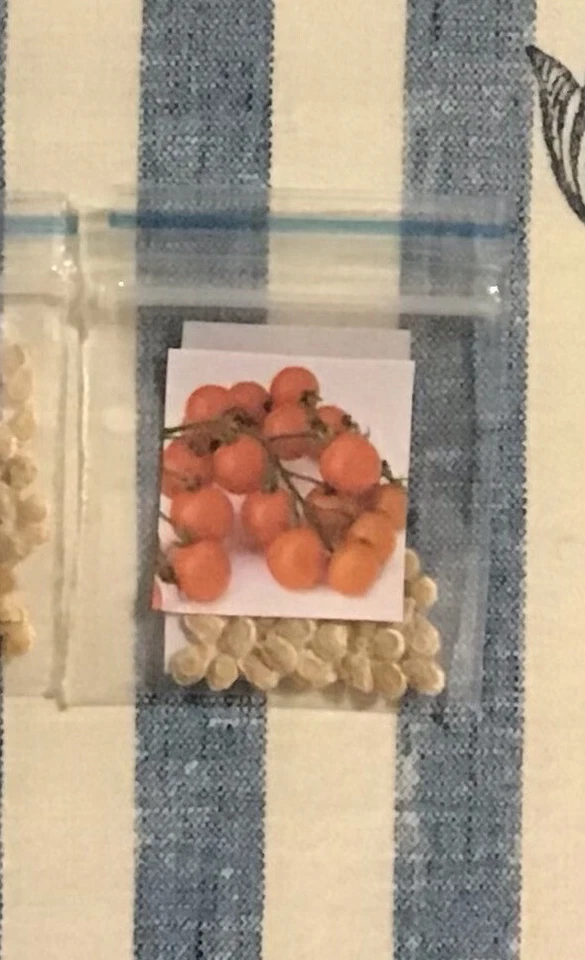 Tomato (Sweet Cherry) 260+ Seeds (Solanum)  Instructions Included x - Image 3 of 4