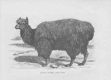 Alpaca Lama Vicugna Pacos Woodcut from 1863 Engraving
