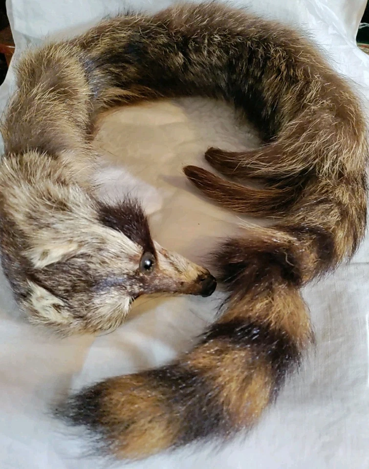 Cuello Bufanda Piel Mapache Años 20 Raro, Hermoso Estado, Cierre Clip. Foto 2 de 4